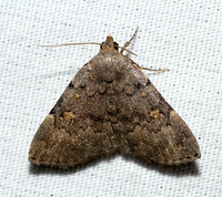 Idia aemula