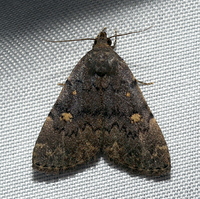 Idia aemula