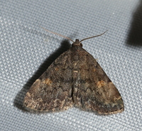 Idia aemula