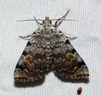 Idia americalis