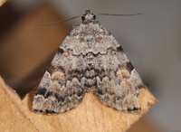 Idia americalis