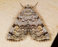 Idia americalis