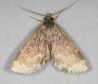 Idia lubricalis