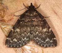 Idia scobialis