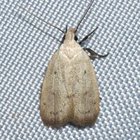 Inga cretacea
