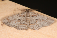 Iridopsis humaria