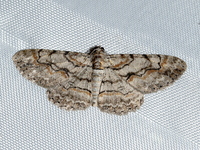 Iridopsis humaria