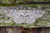 Iridopsis larvaria