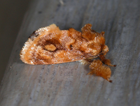 Isochaetes beutenmuelleri