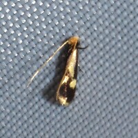 Isocorypha mediostriatella