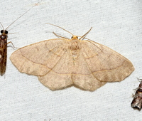 Lambdina fervidaria