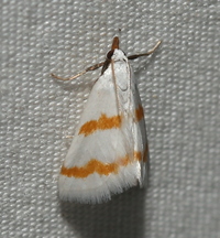 Leptosteges xantholeucalis