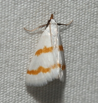 Leptosteges xantholeucalis