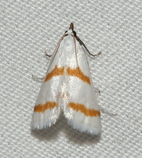 Leptosteges xantholeucalis