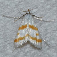 Leptosteges xantholeucalis
