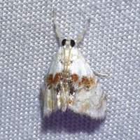 Lipocosma septa