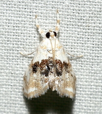 Lipocosma septa