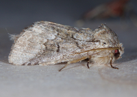 Lochmaeus bilineata