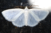 Lomographa vestaliata