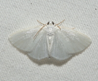 Lomographa vestaliata