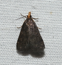 Loxostegopsis merrickalis