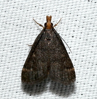 Loxostegopsis merrickalis