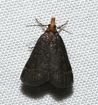 Loxostegopsis merrickalis