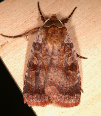 Lycophotia phyllophora