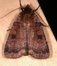 Lycophotia phyllophora