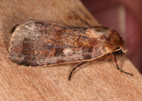 Lycophotia phyllophora