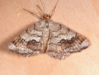 Macaria distribuaria