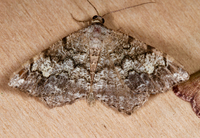 Macaria granitata