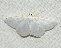 Macaria pustularia