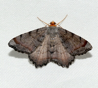 Macaria transitaria