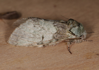 Macrurocampa marthesia