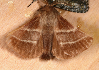 Malacosoma americana