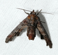 Marathyssa inficita