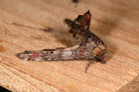 Marathyssa inficita