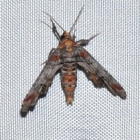 Marathyssa inficita