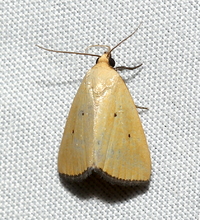 Marimatha nigrofimbria