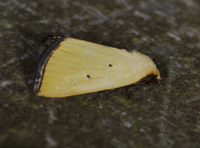 Marimatha nigrofimbria