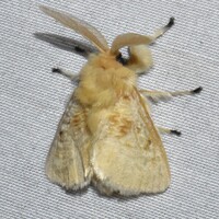 Megalopyge crispata