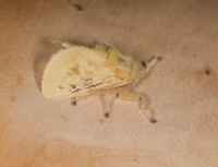 Megalopyge crispata