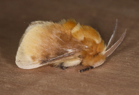 Megalopyge opercularis