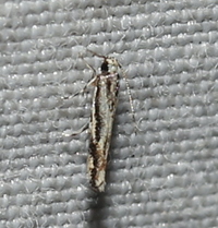 Melanocinclis lineigera