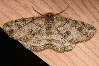 Melanolophia canadaria