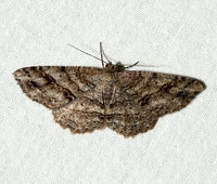 Melanolophia canadaria