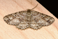 Melanolophia canadaria