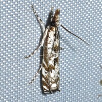 Mesolia incertellus