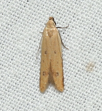 Mesophleps adustipennis